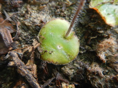 Holothrix exilis