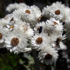 Helichrysum fruticans