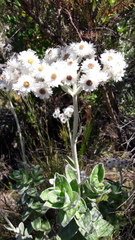 Helichrysum fruticans