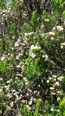 Erica triflora