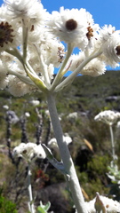 Helichrysum fruticans