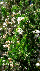 Erica triflora