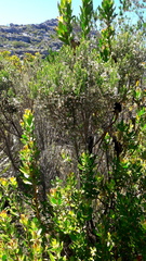 Erica triflora