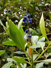Monnina salicifolia