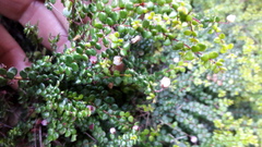Erica oxycoccifolia