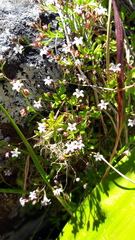 Lobelia eckloniana