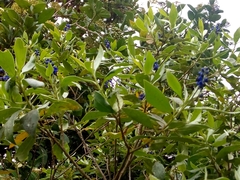 Monnina salicifolia