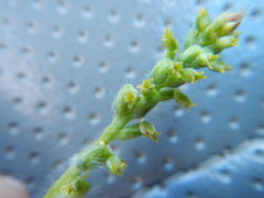Holothrix exilis