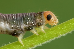 Earophila badiata