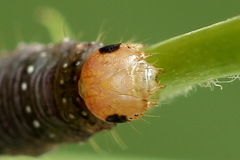 Earophila badiata
