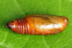 Earophila badiata