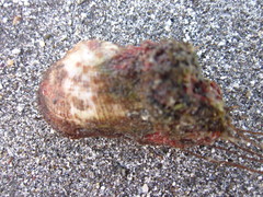 Barbatia amygdalumtostum