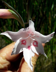 Gladiolus pappei