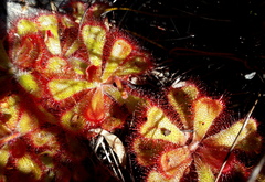 Drosera cuneifolia