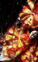 Drosera cuneifolia