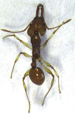 Orectognathus antennatus