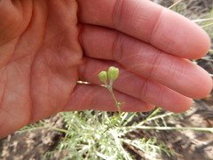 Hymenopappus filifolius