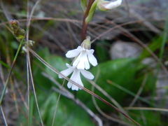 Holothrix parviflora