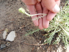 Hymenopappus filifolius