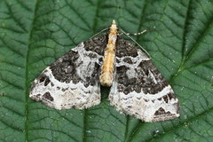 Ecliptopera capitata