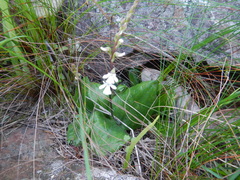 Holothrix parviflora