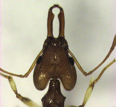 Orectognathus antennatus