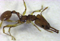 Orectognathus antennatus