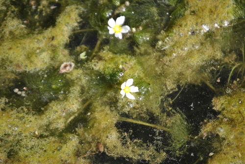 Image of Ranunculus longirostris by (c) Skyler Principe, some rights reserved (CC BY)