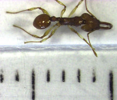 Orectognathus antennatus