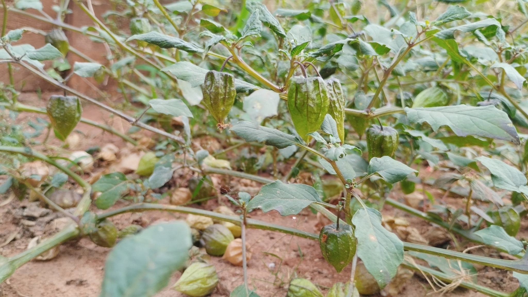 Physalis angulata