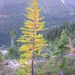 Subalpine Larch - Photo (c) J Brew, some rights reserved (CC BY-NC-SA), uploaded by J Brew