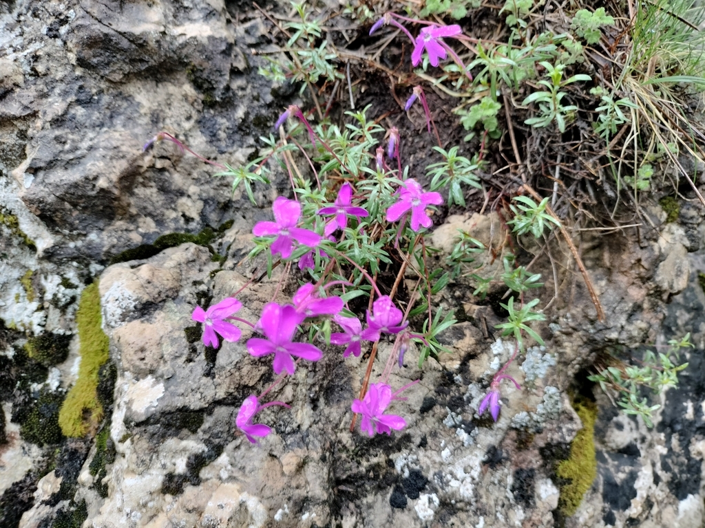 Viola cazorlensis; photograph (c) Rafael Medina, some rights reserved (CC BY)