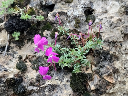Viola cazorlensis, photograph 2