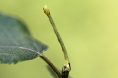 Electrophaes corylata