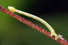 Electrophaes corylata