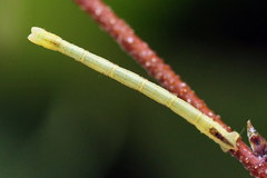 Electrophaes corylata