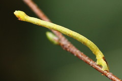 Electrophaes corylata