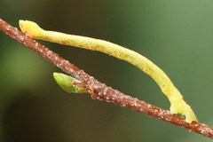 Electrophaes corylata