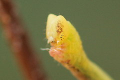 Electrophaes corylata