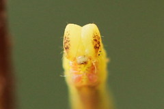 Electrophaes corylata