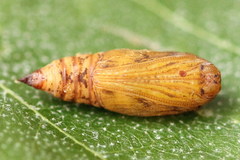 Electrophaes corylata