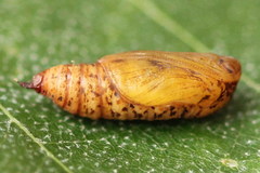 Electrophaes corylata