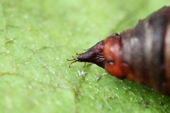 Electrophaes corylata