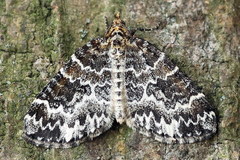 Electrophaes corylata