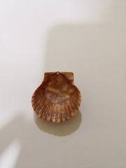 Aequipecten opercularis
