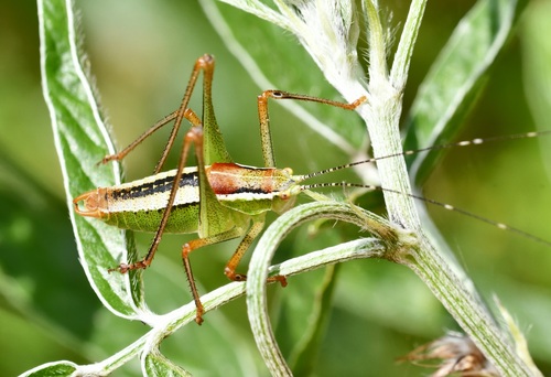 Poecilimon superbus