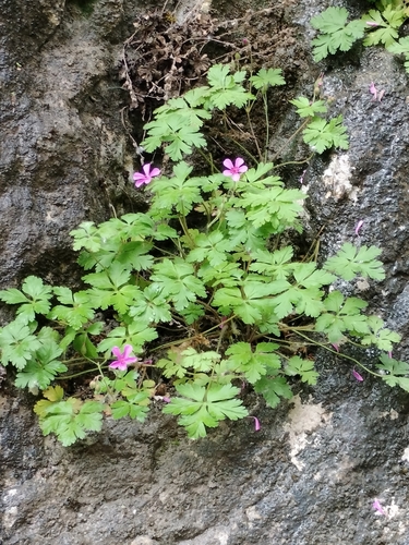 Geranium cataractarum, photograph 1