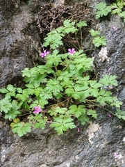 Geranium cataractarum, photograph (c) Rafael Medina, some rights reserved (CC BY)