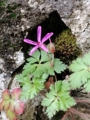 Geranium cataractarum, photograph (c) Rafael Medina, some rights reserved (CC BY)