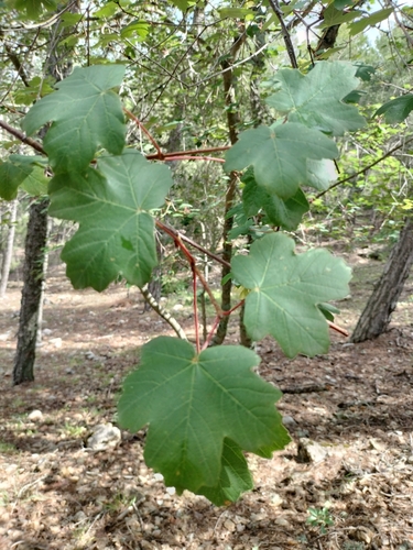 Image of Acer granatense by (c) Rafael Medina, some rights reserved (CC BY)